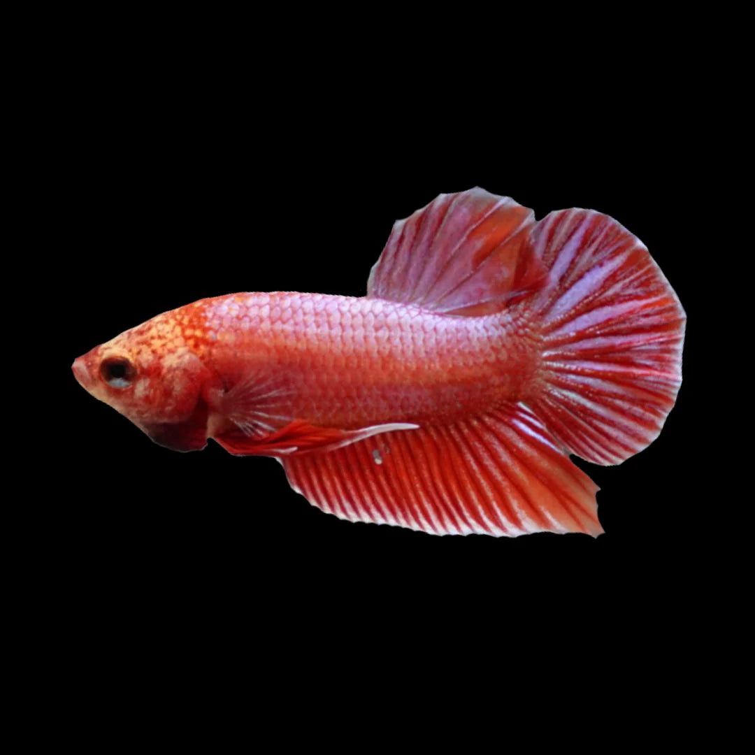 Hybrid Rose Pink Wild Betta Fish (Male)