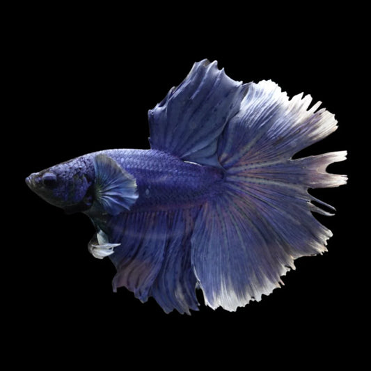 Halfmoon Indigo Blue Betta Fish (Male)