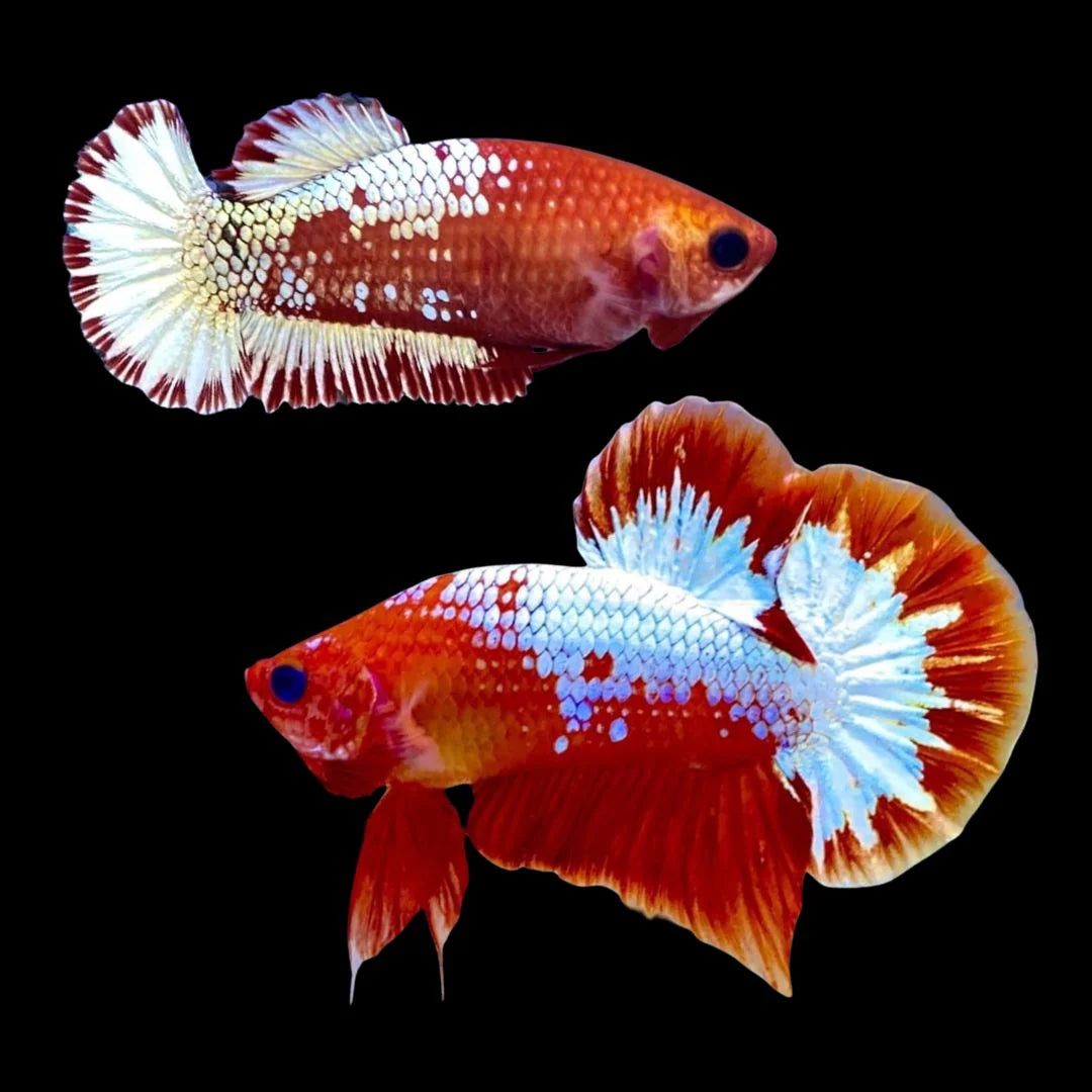 Pair Red Copper Startail Betta Fish (Male & Female)