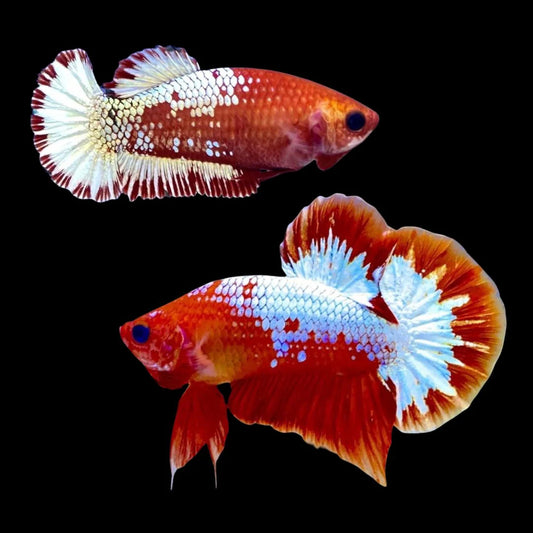 Pair Red Copper Startail Betta Fish (Male & Female)