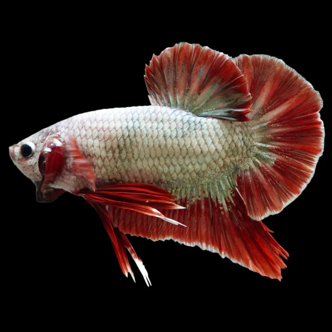 Rare Giant Copper Red Fin Betta Fish (Male)