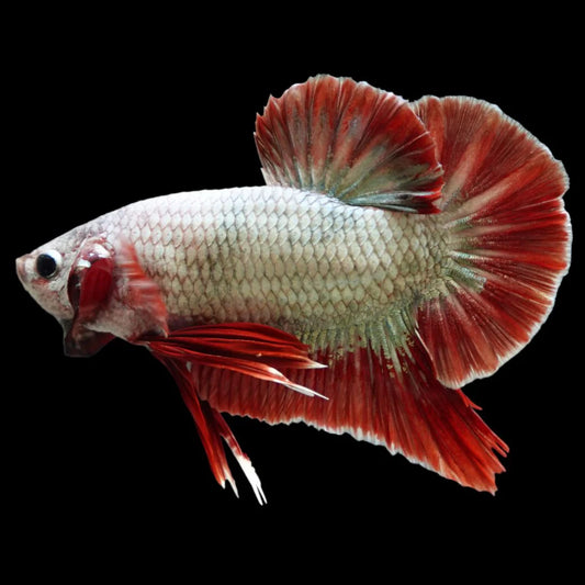 Rare Giant Copper Red Fin Betta Fish (Male)