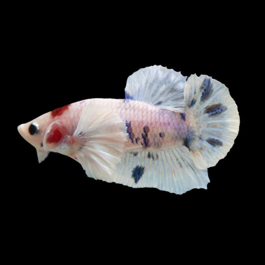 Rare Dumbo Koi Tanjo Betta Fish (Male)
