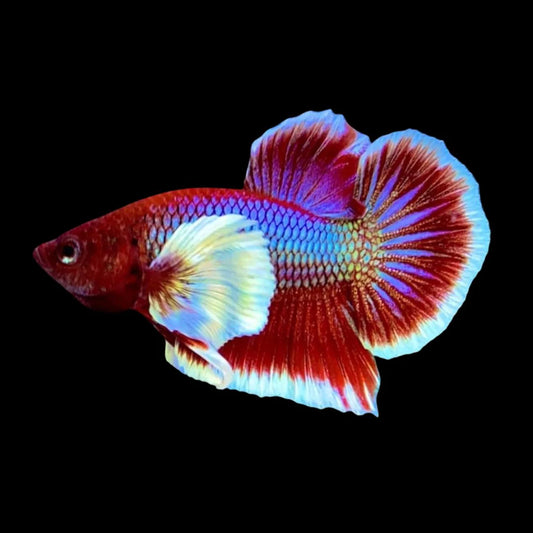 Dumbo Lavender Butterfly Betta Fish (Male)