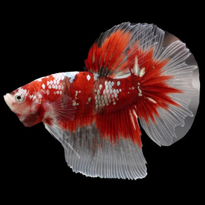 Rare Giant Halfmoon Super Red Betta Fish (Male)