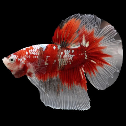 Rare Giant Halfmoon Super Red Betta Fish (Male)