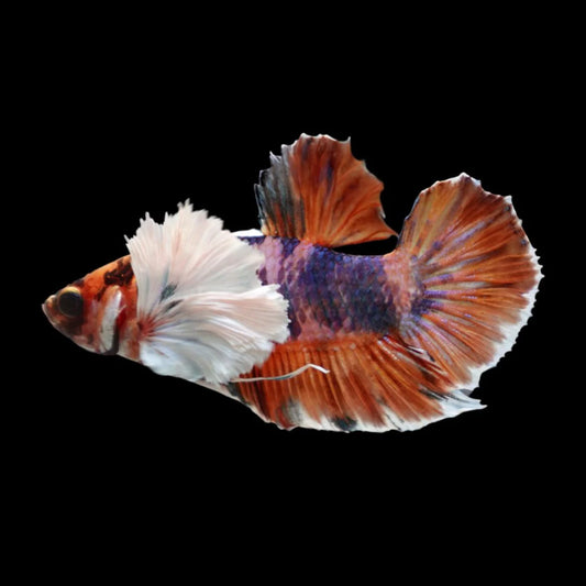 Rare Dumbo Koi Multicolors Betta Fish (Male)