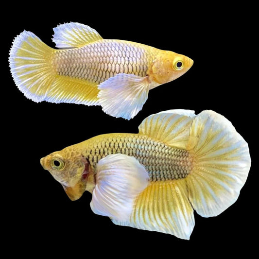 Pair Dumbo Pineapple Butterfly Betta Fish (Male)