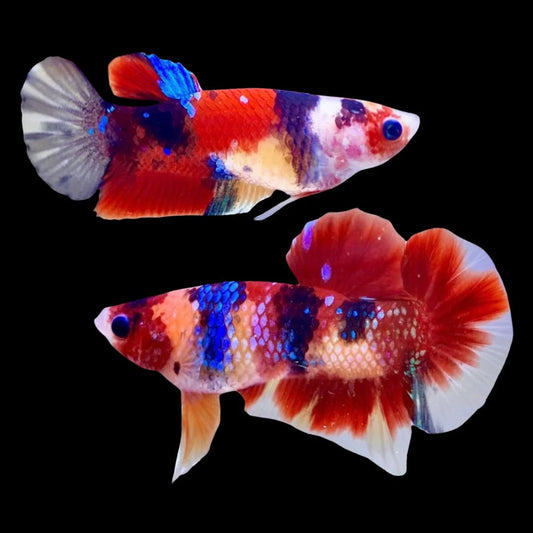 Rare Pair Koi Multicolors Betta Fish (Male & Female)