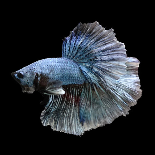 Halfmoon Copper Betta Fish (Male)