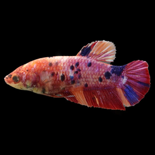 Rare Super Giant Koi Multicolors Betta Fish (Female)