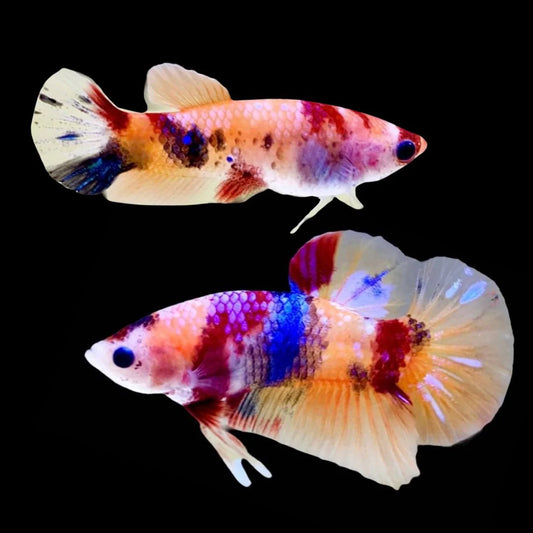 Rare Pair Koi Multicolors Betta Fish (Male & Female)