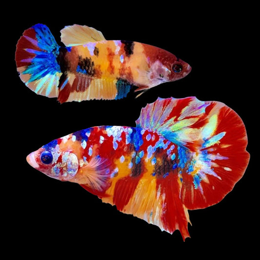 Rare Pair Koi Multicolors Betta Fish (Male & Female)
