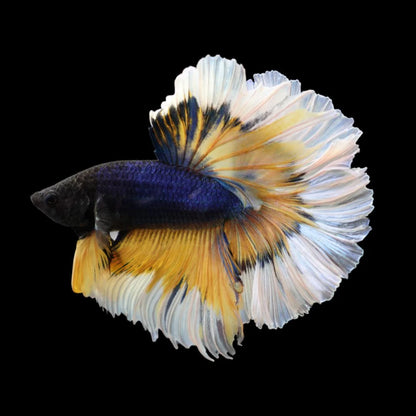Halfmoon Mustard Butterfly Betta Fish (Male)