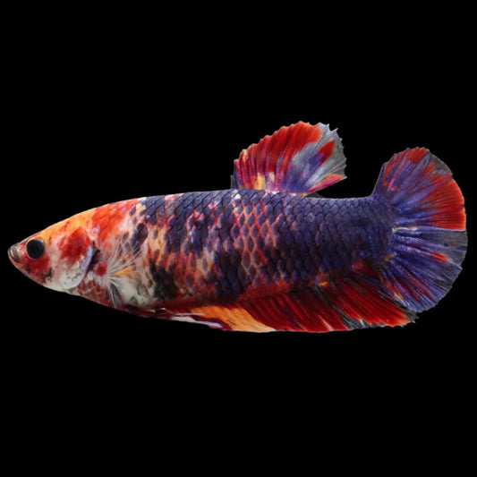 Rare Super Giant Koi Multicolors Betta Fish (Female)