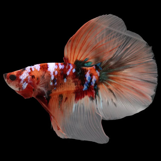 Rare Giant Halfmoon Nemo Betta Fish (Male)