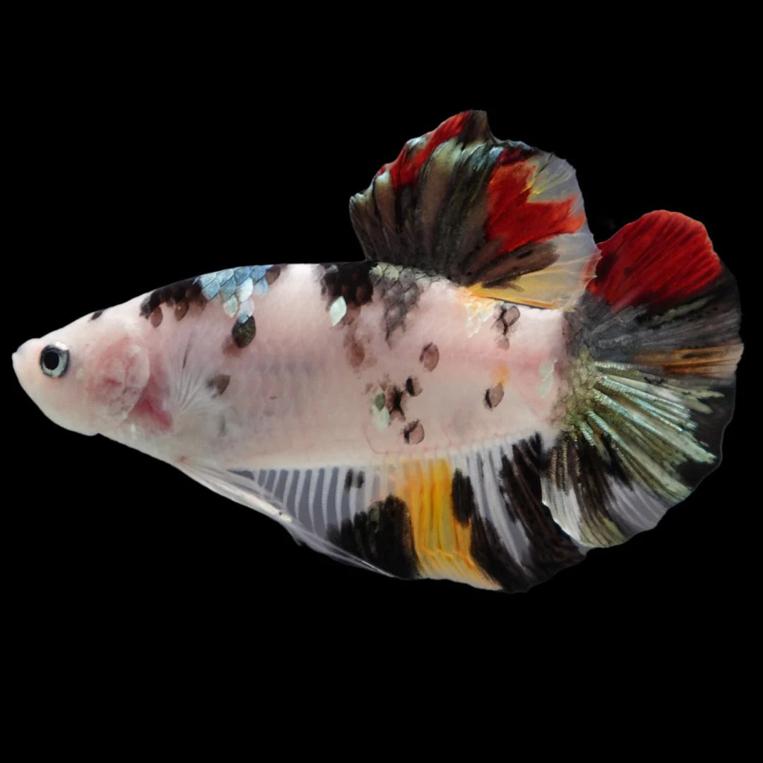 Competition Giant Multicolors Betta Fish (Male)