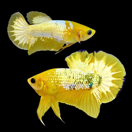 Pair Yellow Copper Startail Betta Fish (Male & Female)