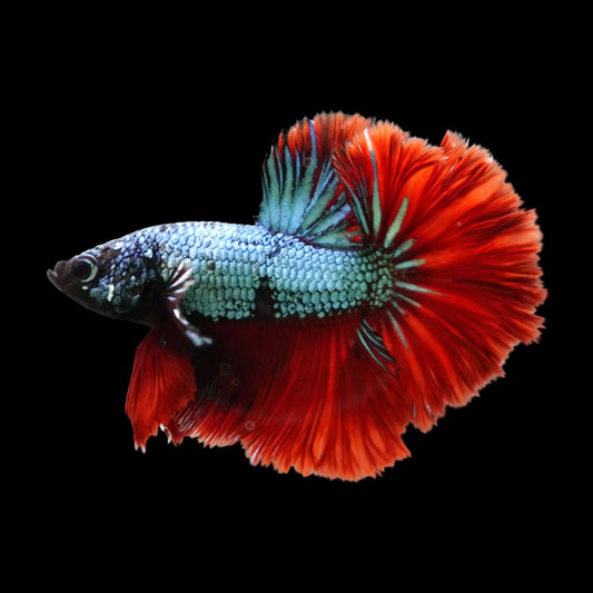 Rare Halfmoon Copper With Red Tail Betta Fish (Male)