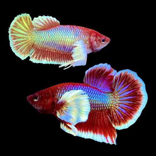 Pair Dumbo Lavender Butterfly Betta Fish (Male)