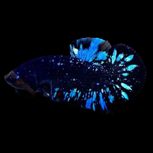 Rare Black Star Betta Fish (Male)