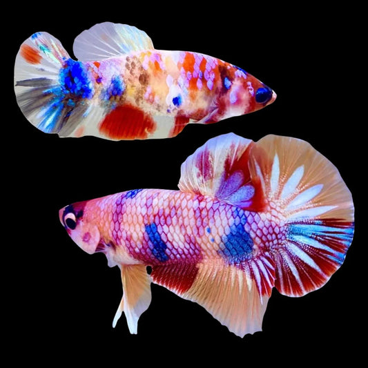 Rare Pair Koi Multicolors Betta Fish (Male & Female)