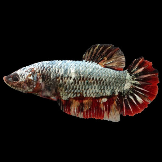 Rare Super Giant Copper Red Tail Betta Fish (Female)