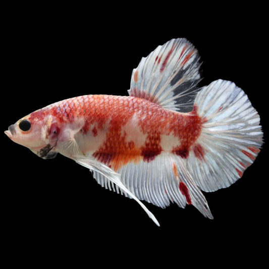 Rare Giant Koi Red And White Betta Fish (Male)