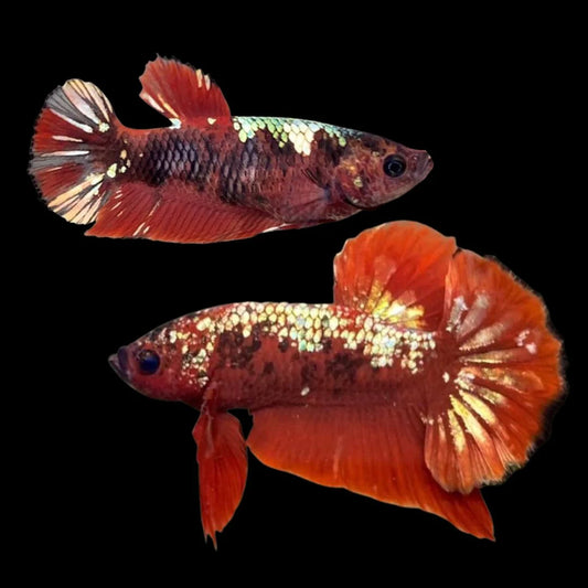 Rare Pair Red Copper Betta Fish (Male & Female)