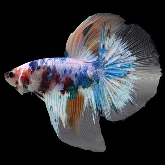 Rare Giant Halfmoon Fancy Blue Betta Fish (Male)