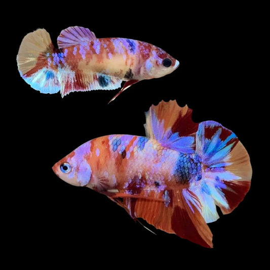 Rare Pair Koi Multicolors Betta Fish (Male & Female)