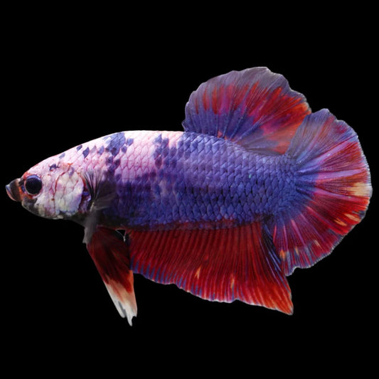Rare Giant Multicolors Betta Fish (Male)