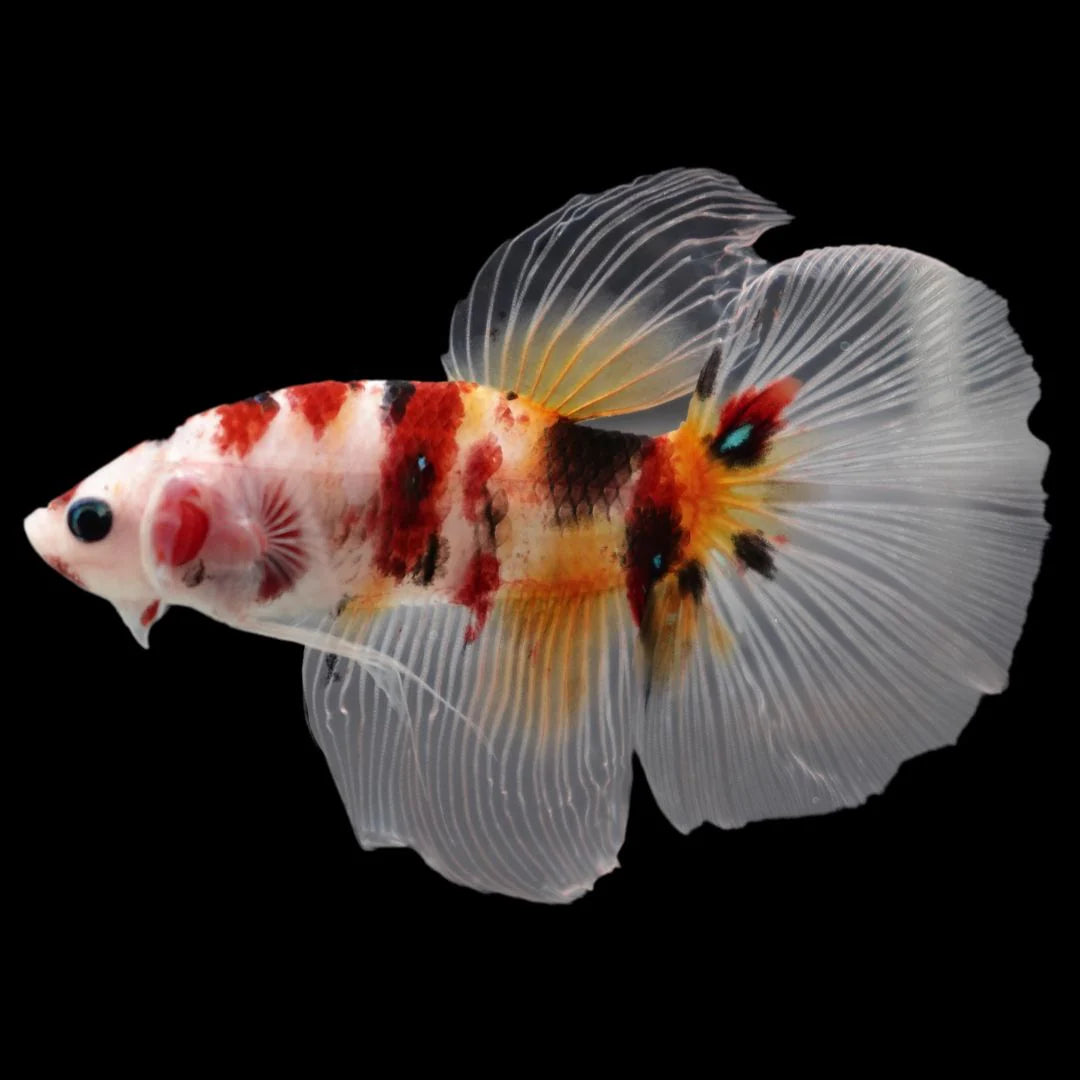 Rare Giant Halfmoon Koi Multicolors Betta Fish (Male)