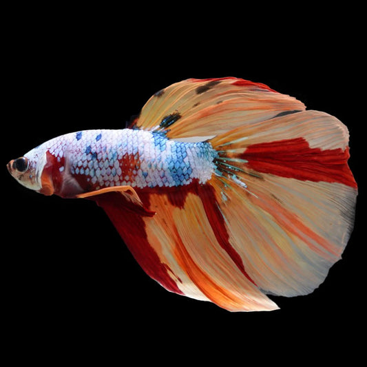 Rare Giant Halfmoon Multicolors Betta Fish (Male)