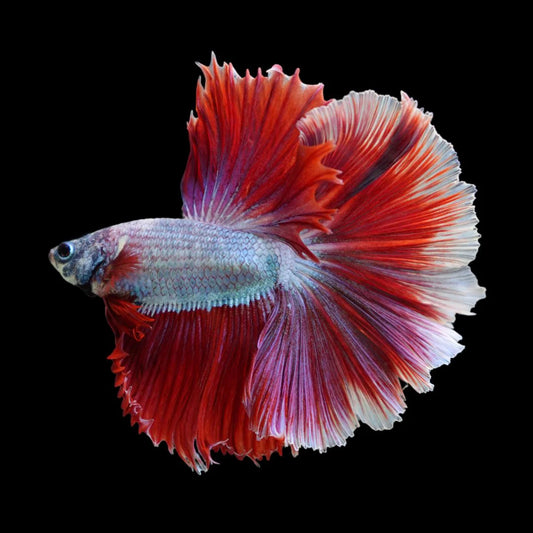 Halfmoon Red Dragon Betta Fish (Male)
