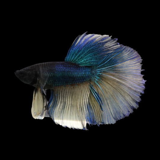 Rare Halfmoon Blue And Yellow Betta Fish (Male)