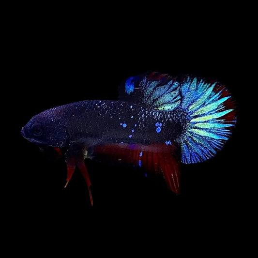 Rare Avatar Black Star Betta Fish (Male)