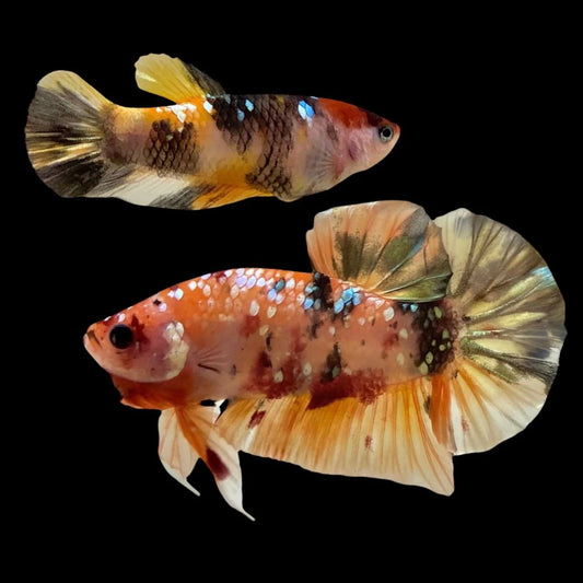 Rare Pair Koi Multicolors Betta Fish (Male & Female)