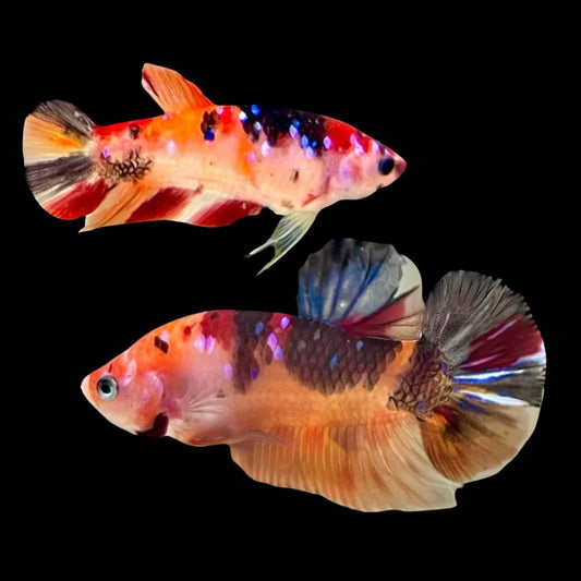Rare Pair Koi Multicolors Betta Fish (Male & Female)