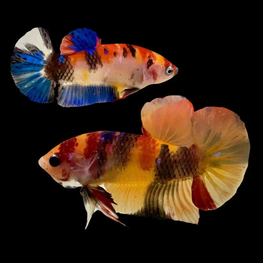 Rare Pair Koi Multicolors Betta Fish (Male & Female)