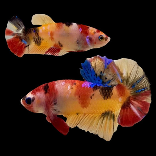 Rare Pair Koi Multicolors Betta Fish (Male & Female)