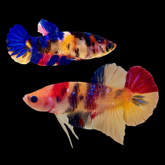 Rare Pair Koi Multicolors Betta Fish (Male & Female)