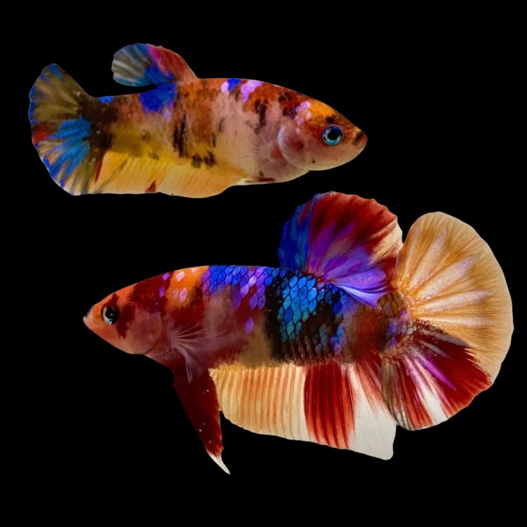 Rare Pair Koi Multicolors Betta Fish (Male & Female)