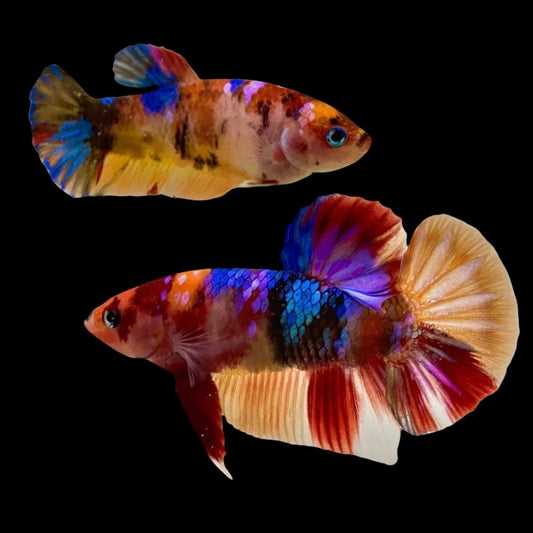 Rare Pair Koi Multicolors Betta Fish (Male & Female)