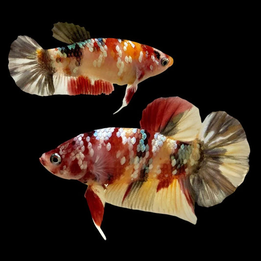 Rare Pair Copper Multicolors Betta Fish (Male & Female)
