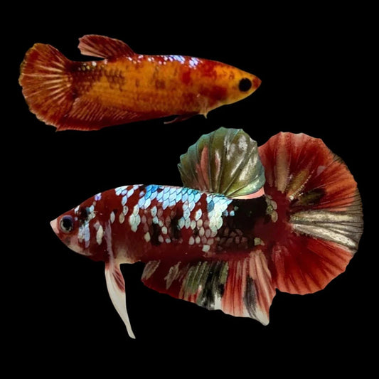 Rare Pair Red Copper Betta Fish (Male & Female)