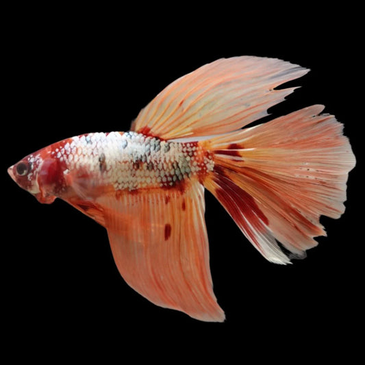 Rare Giant Halfmoon Nemo Copper Betta Fish (Male)