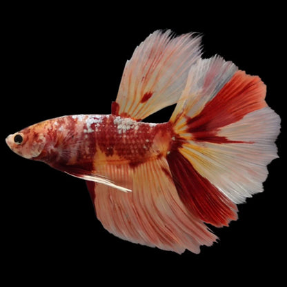 Rare Giant Halfmoon Nemo Betta Fish (Male)