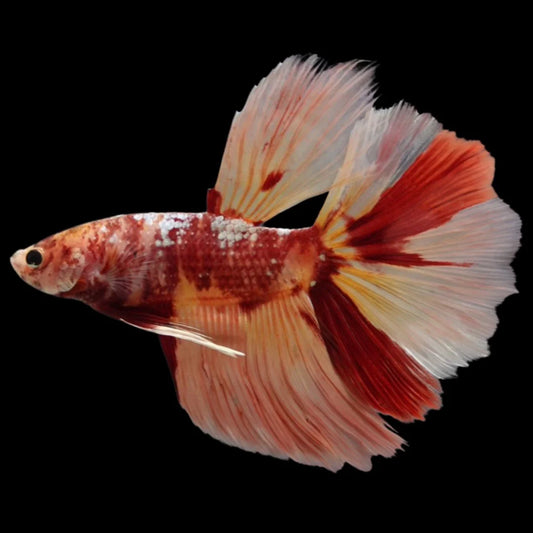 Rare Giant Halfmoon Nemo Betta Fish (Male)