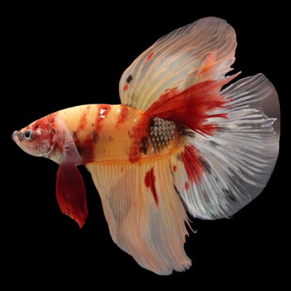 Rare Giant Halfmoon Nemo Betta Fish (Male)